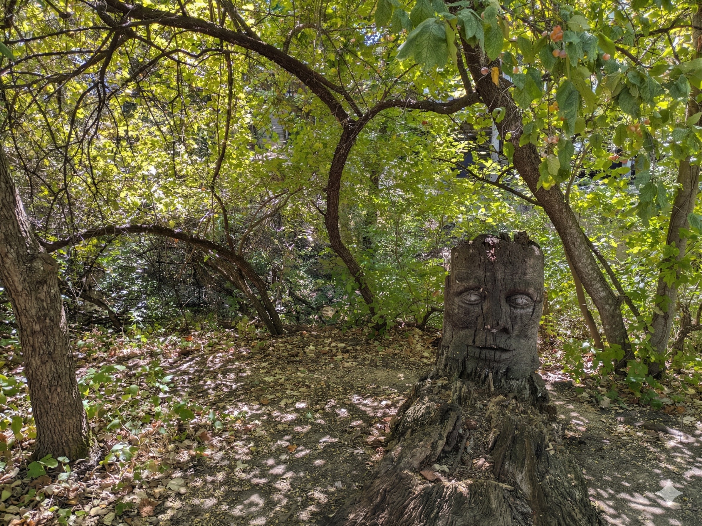 Tree Face Stump
